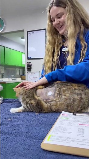 Continuous Glucose Monitoring in Diabetic Dogs and Cats