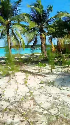 6K views · 79 reactions | Haitian people While Bahama Drama gets a...