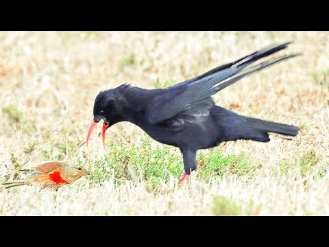 Red-billed Chough Call Gralha-de-bico-vermelho canto