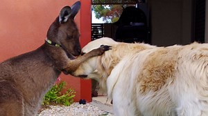 My Dog Ate Kangaroo Poo Will He Get Sick? | Our Fit Pets