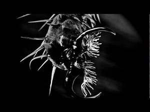 The sensory organs of insects are even weirder than you thought