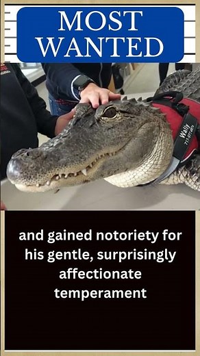 ALLIGATOR Hall of Fame: Meet WALLY GATOR, the Emotional Support Alligator (Remastered) 🐊