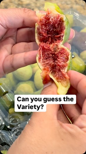 ProFig • Fig Farmers • Online Plant Nursery | 🍓 Guess the fig! 🍓 One of the most common and affordable figs in the U.S. 🇺🇸 ✅ Mid-season ripener ✅ Sugary strawberry flavor ✅ Doesn’t need... | Instagram