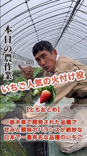 【いちご栽培】栃木県のいちごの品種とは！#いちご#いちご栽培#いちご農家#農業#農家