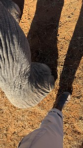 1.4K views · 24 reactions | Footsteps of a giant  #imire #zimbabwe #imirevolunteers #thisisafrica #elephantconservation #africa | Imire Rhino & Wildlife Conservancy | Facebook