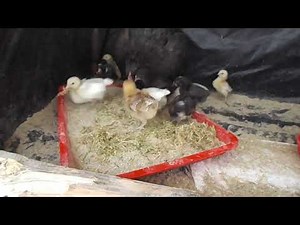 Preparing Hydroponic Fodder Meal for Young Chicks, chicken, pigs and cows