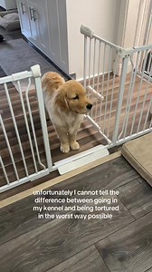 on the brink of being a kennel fail bc he behaves like a perfect ange... | Aria Meadow