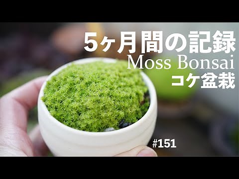 How to grow moss bonsai on the balcony and a record of 5 months