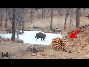 Real Animal Moments So Insane, They’ll Blow Your Mind!