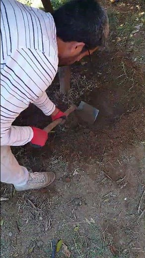 "Take care of your tree at home with ease!"