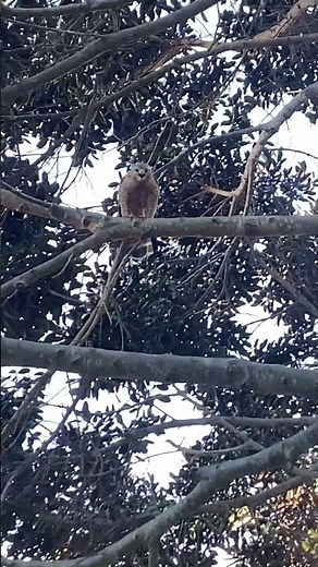 Screeching Red Shouldered Hawk