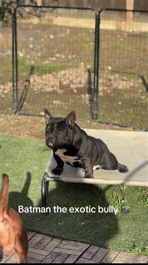 Batman the exotic bully