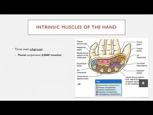 Summary of the Intrinsic Muscles of the Hand