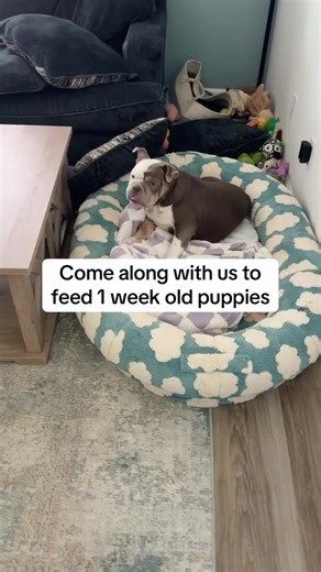 #EnglishBulldog #EnglishBulldogPuppy #BulldogPuppy #BulldogLife #BulldogTok