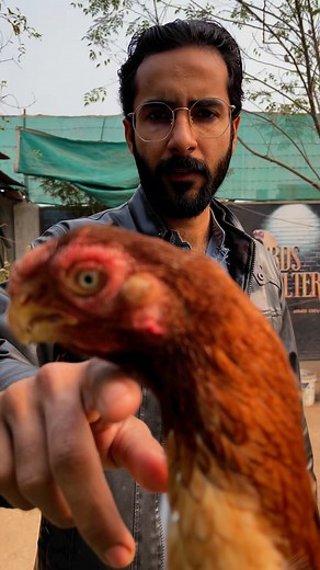 ParrotBeakLongTailAseel Female Sold Out 🥳 | Bird's shelter