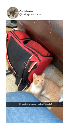 memes | Cats have one of the most powerful noses in the animal world — far stronger than ours — which means even the slightest bad smell hits them... | Instagram
