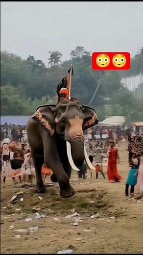 elephant run very fast 😦 #elephantattack #elephant #animals #wildlife