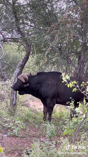 Old Cape Buffalo bull 👏🏹🐃🔥 #buffalo #bigfive #hunter #wildlife #archery #capebuffalo #huntinife #huntingseason #backcountyhunting #sci #fyp