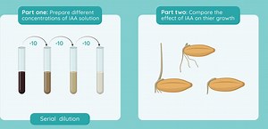 Investigate the Effect of IAA Growth Regulator on Plant Tissue. | LC Biology