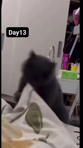 930K views · 10K reactions | Day13 #FUNNY #CAT #MEME #LOOP #forever #Reels | FUNNY CAT | Facebook