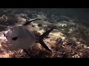 Memories Jibacoa off shore snorkeling