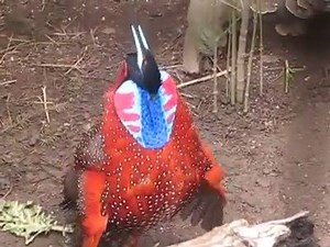 One Word For THis Bird <3 | Planet Of Animals