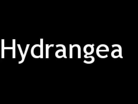 How to Pronounce Hydrangea