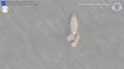 A police drone captured the moment a family of manatees and dolphin playfully swam near each other in the Manatee River in Florida recently. | WTOC-TV