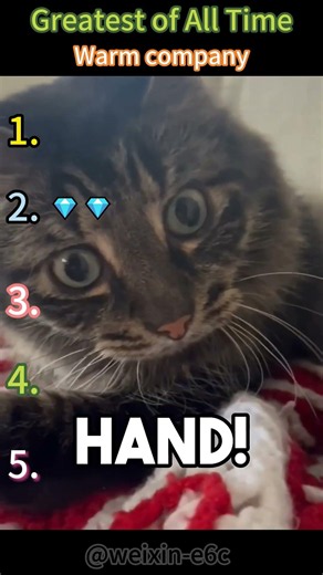 #CatLife #PetLife #FurBaby #HouseCat #PetVideos
