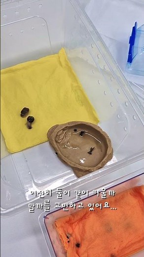 명주달팽이 키우기.. #달팽이 #야생달팽이 #명주달팽이 #달팽이키우기 #달팽이밥주기 #팽집사 #달팽이집사