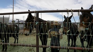 4K views · 117 reactions | See the 20 Mule Team in person this Memorial Day Weekend - May 25-30, 2021. Call our office to make a reservation at (760) 872-4263. | Bishop Mule Days Celebration | Facebook