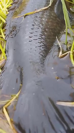 Really this type of climbing perch is rare 🥰 #reels #viral #reelsfb #reelsvideo #reelsviral #viralreels #trending #foryou #fishingreel #trendingreels #climbing #fish #fishing | Underground Hunter