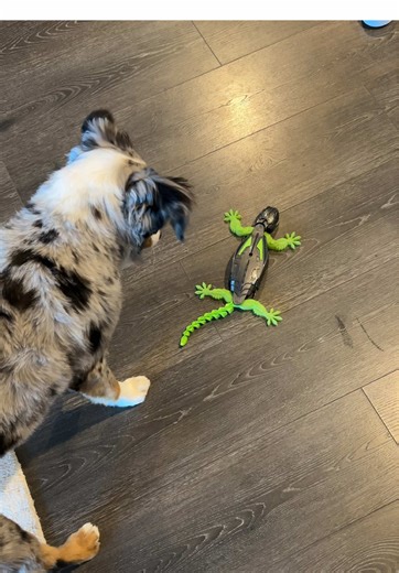 The whole family loves playing with this! #remotecontroltoy #remotecontrol #toddlertoy #dogtoy