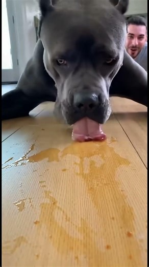 Dog vs Human donut challenge #CaneCorso #DonutChallenge