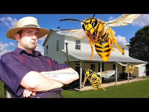 🚨AMISH Client Had 5 YELLOW JACKETS Nests In His House! Wasp Nest Removals! 🚨