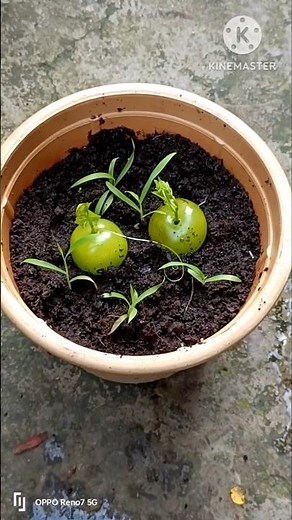 Grow Grapes At Home - A DIY Guide #shorts #garden #farming #grape