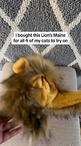 49K views · 654 reactions | They all are so precious 梁 #seventheorangecat #catonaleash #orangekitten #pupcup #catadventures | Seven The Orange Kitty & Fam | Facebook