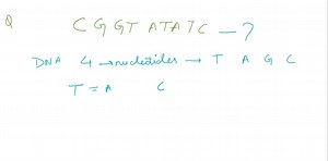 If a strand of DNA has the sequence CGGTATATC, then the complementary strand has the sequence a. ATTCGCGCA. b. GCCCGCGCTT. c. GCCATATAG. d. TAACGCGCT. | Numerade