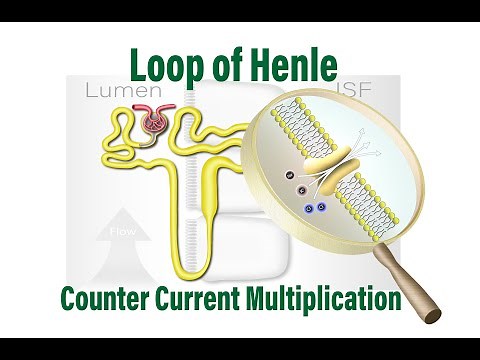Loop of Henle; Counter Current Multiplication