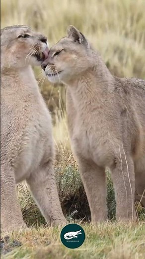 Cougar America’s Silent Stalker⚠