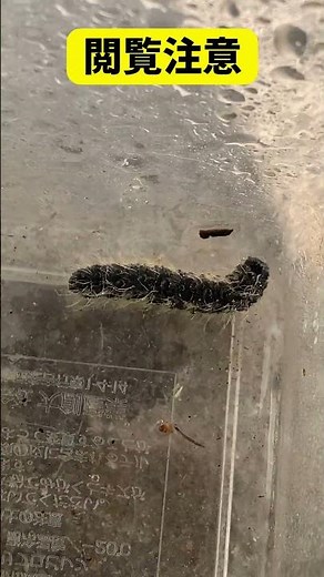 【実験】霧吹きを浴びた毛虫のリアルすぎるハプニング！その驚きの生態がこちら…