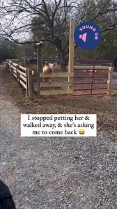 Jasmine is an example of how adorable pigs can be 🐽💜⁠ ⁠ “Facts about 🐷s:⁠ ⁠ 1. They are playful and sensitive⁠ 2. They are intelligent and are ranked as the fifth most intelligent animal in the world.⁠ 3. They are excellent communicators and have more than 20 different sounds for different situations.⁠ 4. They are self-aware and passed the “mirror test”⁠ 5. They can play and enjoy joystick-controlled video games.⁠ 6. They can be taught to sit and jump, as well as fetch a ball or frisbee when 