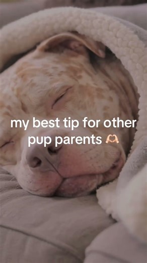 check your dog’s poop every time they go potty with the “BooBoo Buddy” app 🐶❤️