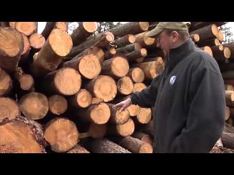 Waging a Bug Battle Against Pine Tree-Killing Beetles