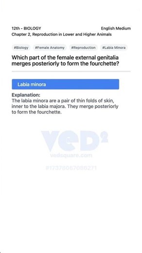 Labia Minora and Fourchette Formation Explained