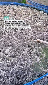 648K views · 10K reactions | Proses adalah guru terbaik yang mengajarkan qt setiap harinya #Motivasiusaha #Semangatusaha #wirausaha #Budidayalele #Petanilele #Lelefarming #Aquaculturelife #Entrepreneurmindset #Nevergiveup #Pejuangusaha #Businessmotivation #Growwithpassion #Workhardstayhumble | Bhara Fisheries | Facebook