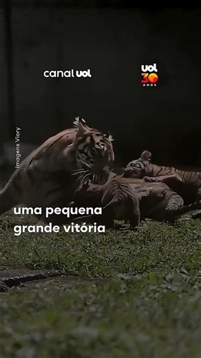 Tigre-de-sumatra dá à luz a quatro filhotes em nascimento inesperado na Indonésia