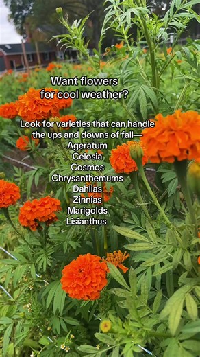 How to have flowers in the late fall? 1. Select your varieties carefully. 2. Multiple plantings. 3. See what works for your particular micro climate. Come see us at our Delaware farm market for all kinds of flowers. Thank you for supporting the local growers in your neighborhood. Your choices of where to spend your money have a large impact. Growing for our community since 1832! #flowers #garden #familyfarm #flowerfarmer #fall