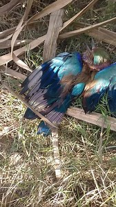 6.8K views · 77 reactions | This little cute bird I saw and save him,, #bird #birds #nature #birdsofinstagram #birdphotography #wildlife #naturephotography #photography #wildlifephotography #birdwatching #birdlovers #animals #birding #best #of #ig #animal #love #captures #naturelovers #art #parrot #photooftheday #perfection #parrots #canon #birdstagram #birdlife #nikon #cute | Smart Skills | Facebook