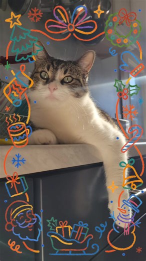 A Collection of JJ: My Adorable Youngest Cat